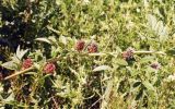 Glycyrrhiza echinata. Часть побега с соцветиями и соплодиями. Ростов-на-Дону, левый берег Дона. Конец июня 2006 г.