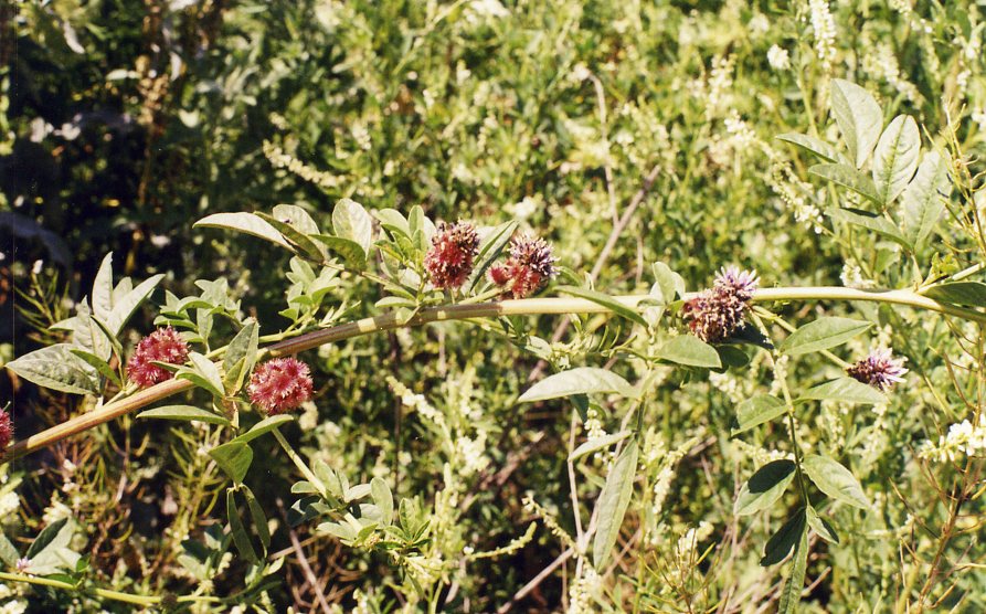 Изображение особи Glycyrrhiza echinata.