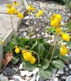 Calceolaria biflora