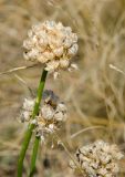 genus Allium. Верхушки побегов с соплодиями. Оренбургская обл., Беляевский р-н, Донской сельсовет, Долгие Горы, степной склон. 5 сентября 2023 г.