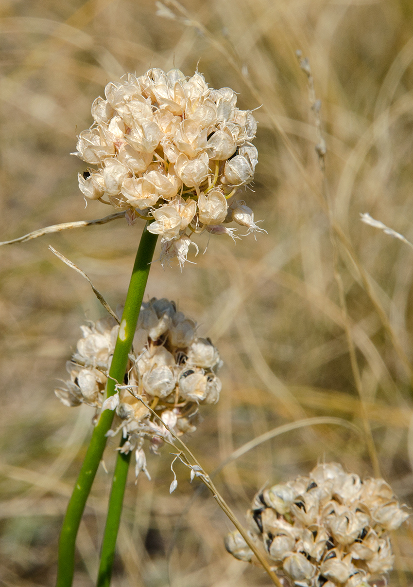 Image of genus Allium specimen.