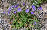 Geranium saxatile