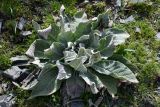 Verbascum songaricum
