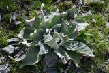 Verbascum songaricum. Вегетирующее растение с повреждёнными заморозками(?) листьями. Казахстан, Алматинская обл., Чу-Илийские горы, ур. Тамгалы, задернованный каменистый склон. 1 апреля 2024 г.