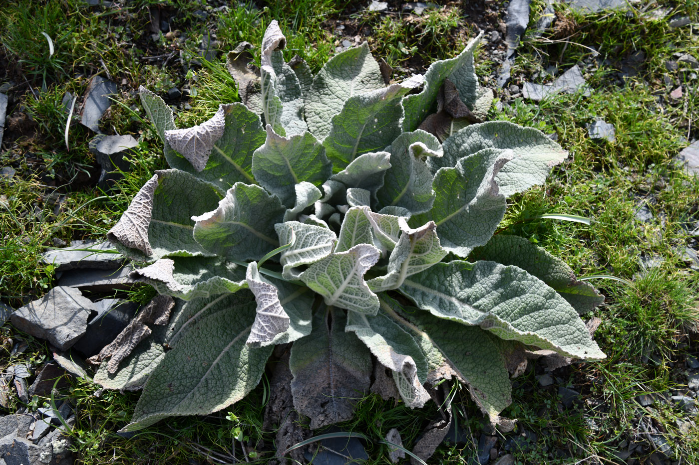 Изображение особи Verbascum songaricum.