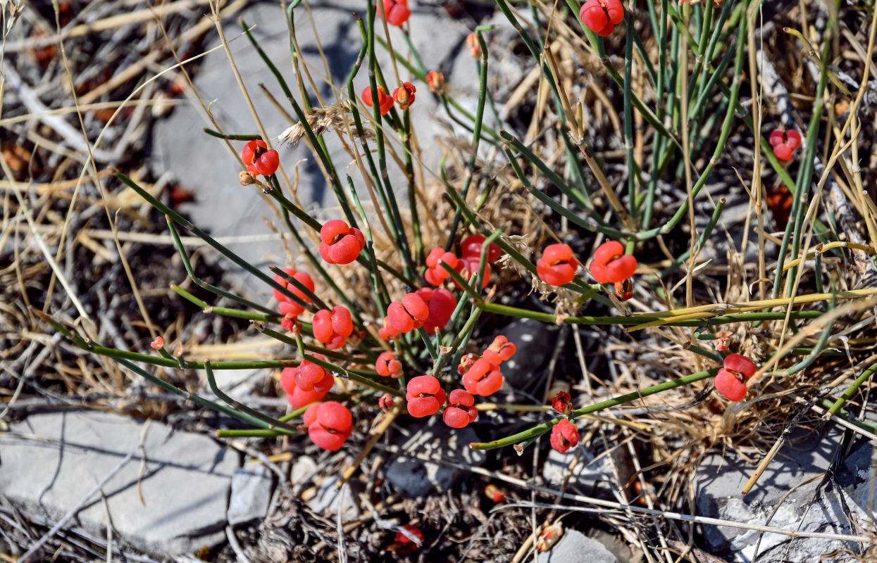 Image of genus Ephedra specimen.