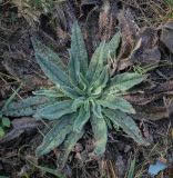 genus Echium. Розетка молодых и сухих листьев. Ростовская обл., г. Донецк, разнотравный луг. 09.04.2024.