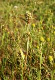 Persicaria scabra. Цветущее растение в поле. Архангельская обл., Вельский р-н, окр. пос. Солгинский. 21.07.2010.