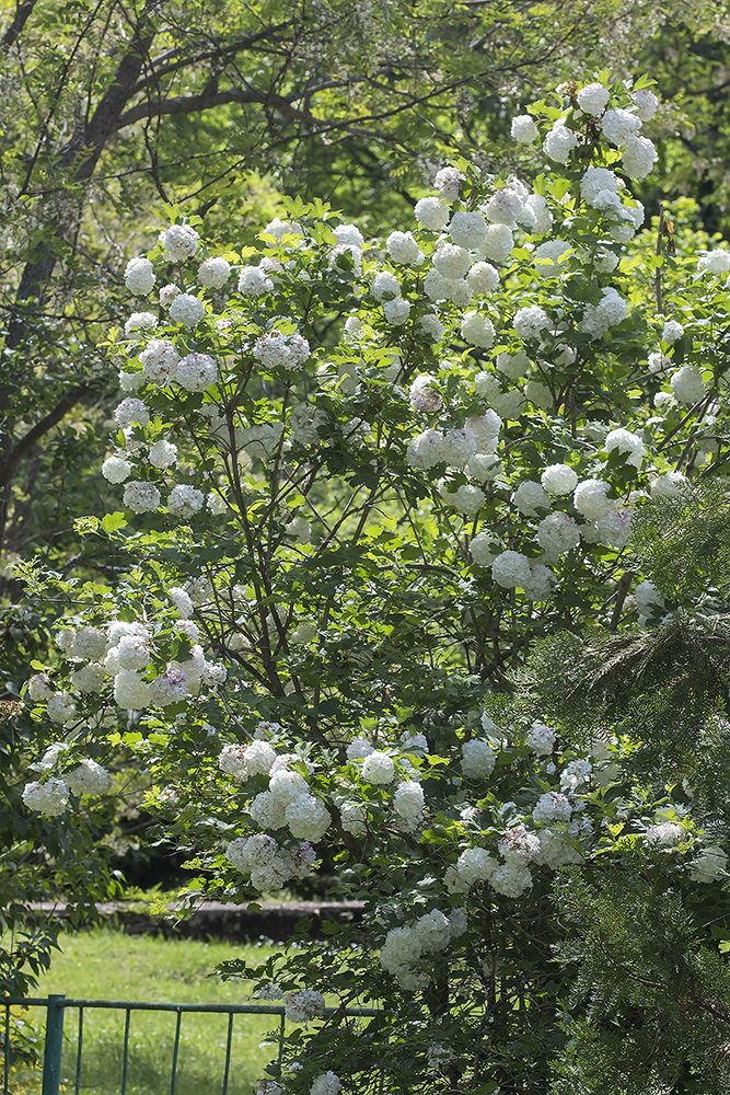 Изображение особи Viburnum opulus f. roseum.