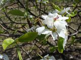 Pyrus ussuriensis. Соцветие с фуражирующей пчелой. Хабаровский край, окр. г. Комсомольск-на-Амуре, зарастающий пустырь. 17.05.2024.