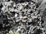 Lecanora marginata