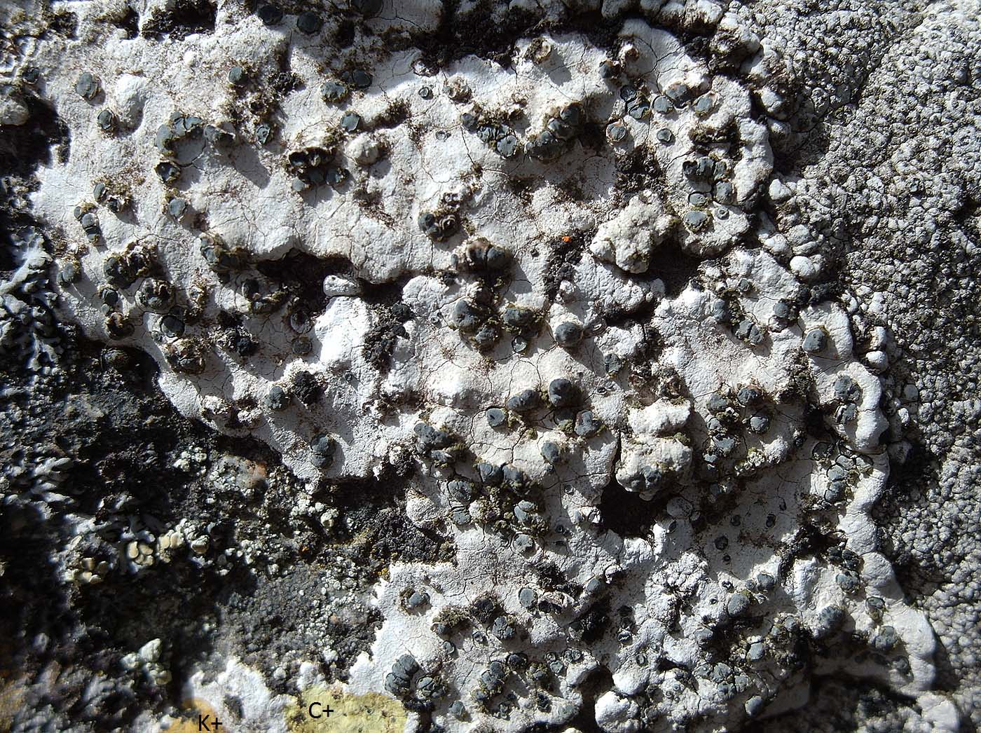 Image of Lecanora marginata specimen.