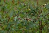 Lonicera stenantha