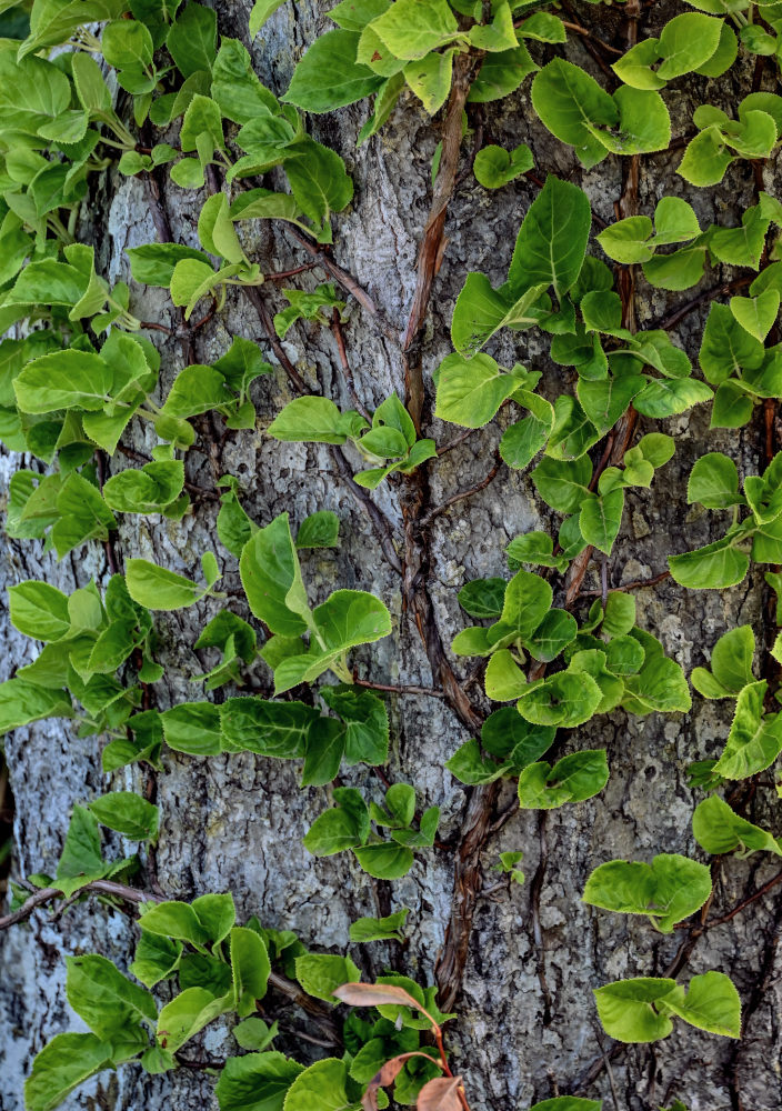 Image of Hydrangea petiolaris specimen.
