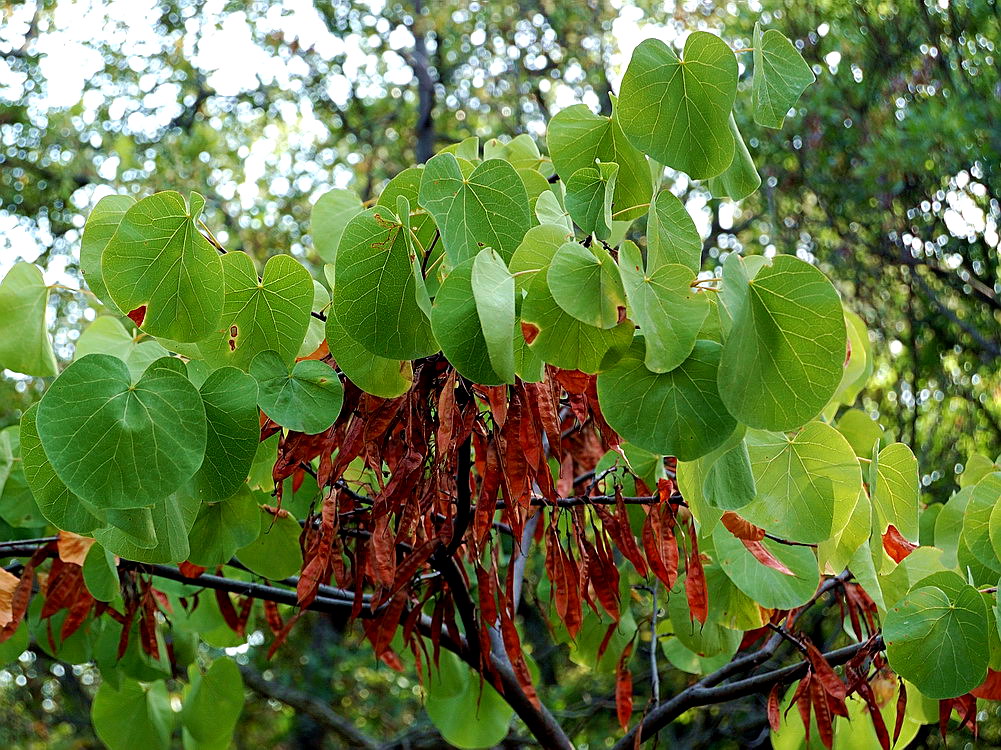 Image of Cercis siliquastrum specimen.