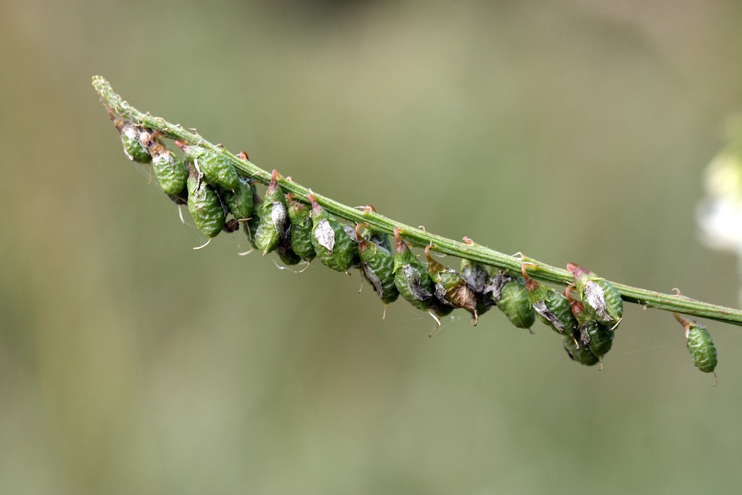 Изображение особи Melilotus albus.