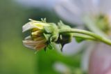 Bidens alba