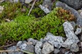 Bryum caespiticium