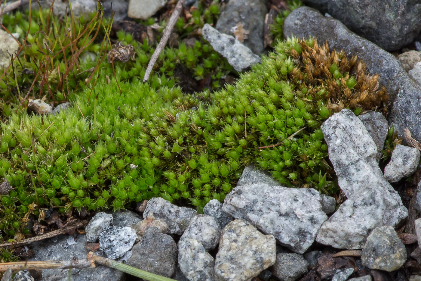 Image of Bryum caespiticium specimen.