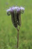 Phacelia tanacetifolia