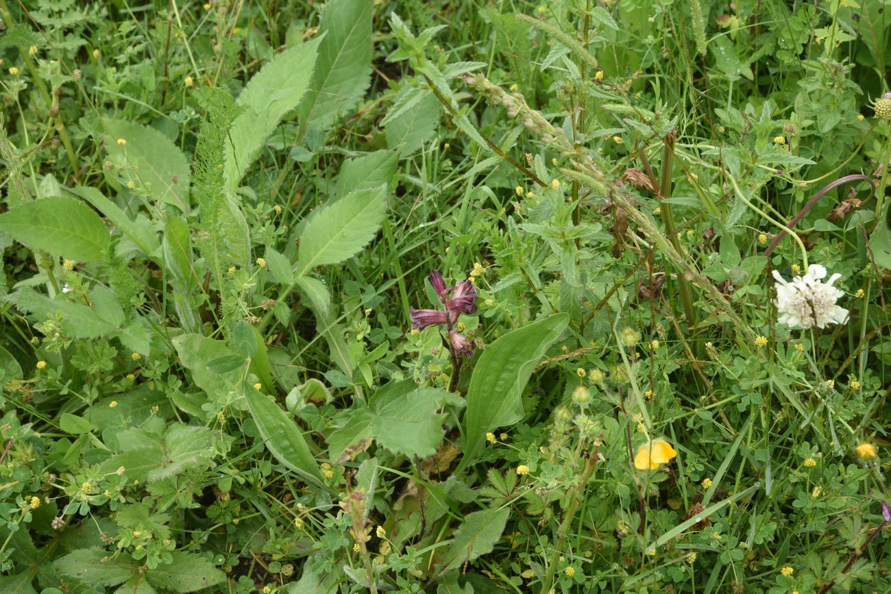 Image of Orobanche owerinii specimen.