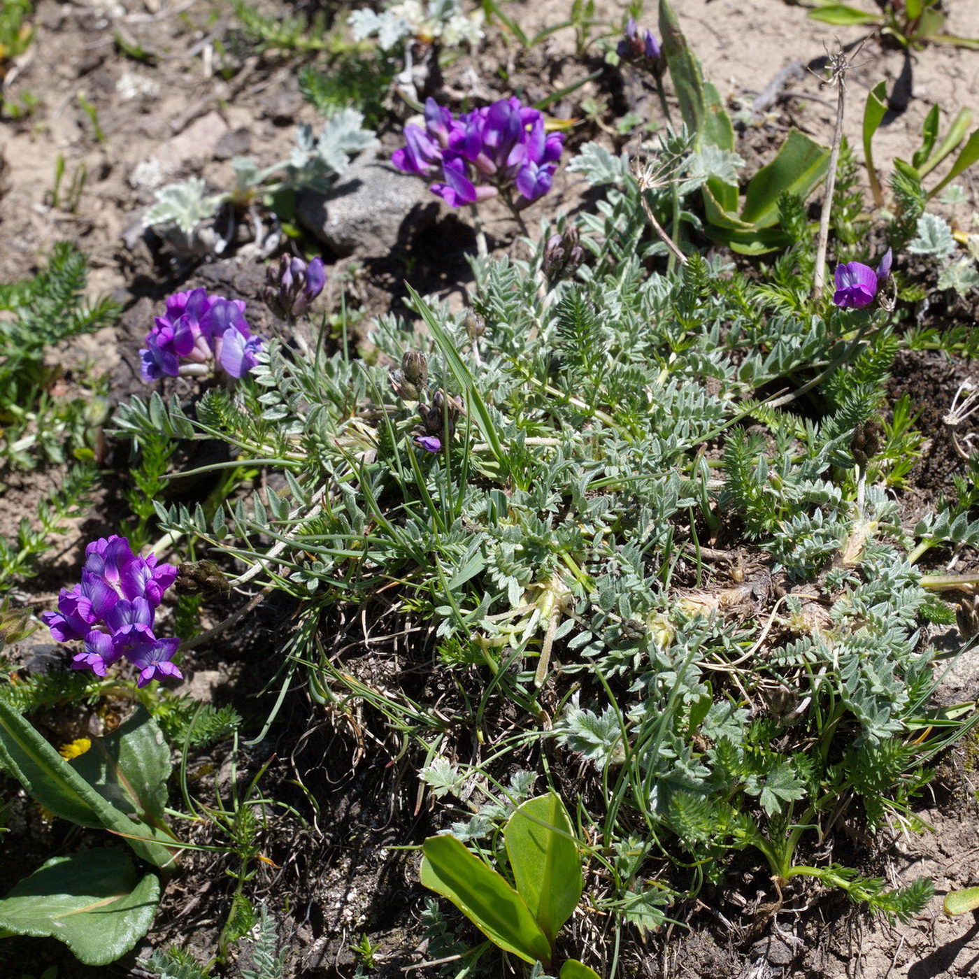 Image of genus Oxytropis specimen.