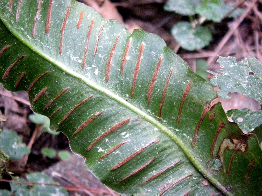 Изображение особи Phyllitis scolopendrium.