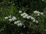 Spiraea × cinerea