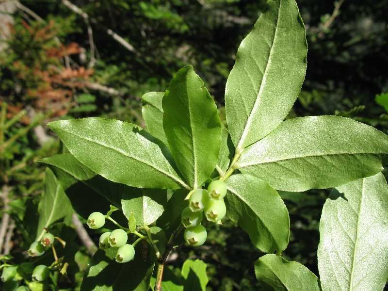 Image of Vaccinium arctostaphylos specimen.