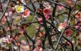 Chaenomeles cathayensis. Части ветвей с цветками. Краснодарский край, Сочи, Хостинский р-н, парк \"Дендрарий\", в культуре. 13.03.2025.