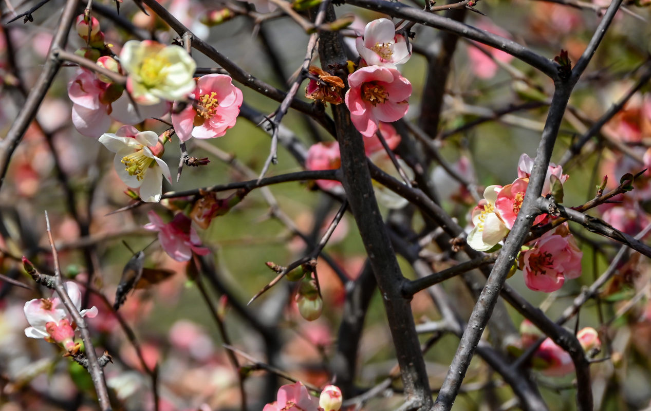 Image of Chaenomeles cathayensis specimen.