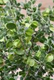 Zygophyllum gontscharovii. Веточка с плодами. Таджикистан, Хатлонская обл., Кабодиёнский р-н, хр. Аруктау, окр. пер. Дандан-Чикан, пестроцветы. 15 апреля 2025 г.