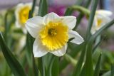 Narcissus × incomparabilis