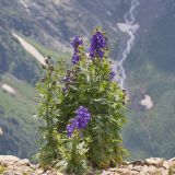Aconitum cymbulatum. Цветущее растение. Карачаево-Черкесия, Домбай, гора Мусса-Ачитара, 2500 м н.у.м., на каменистом склоне. 07.07.2015.