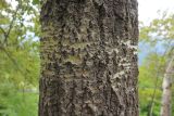 Populus tremula