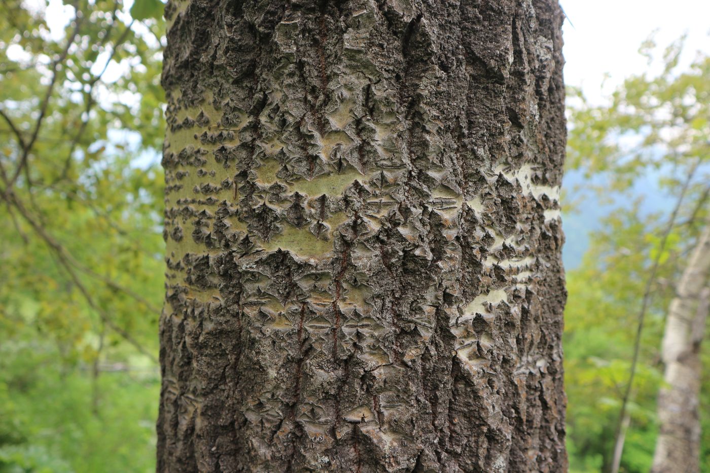 Изображение особи Populus tremula.