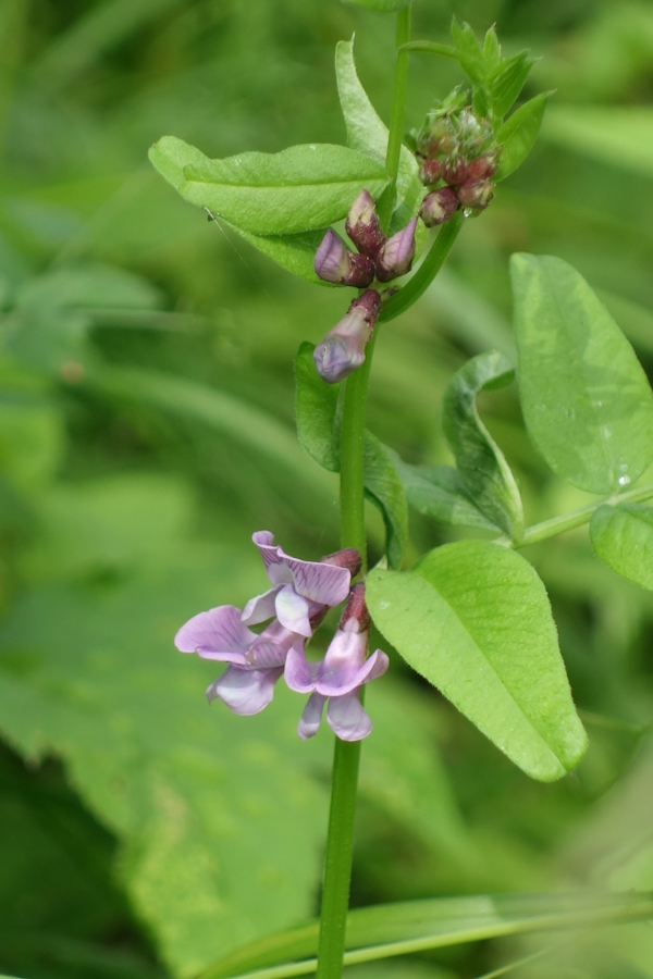 Image of Vicia sepium specimen.
