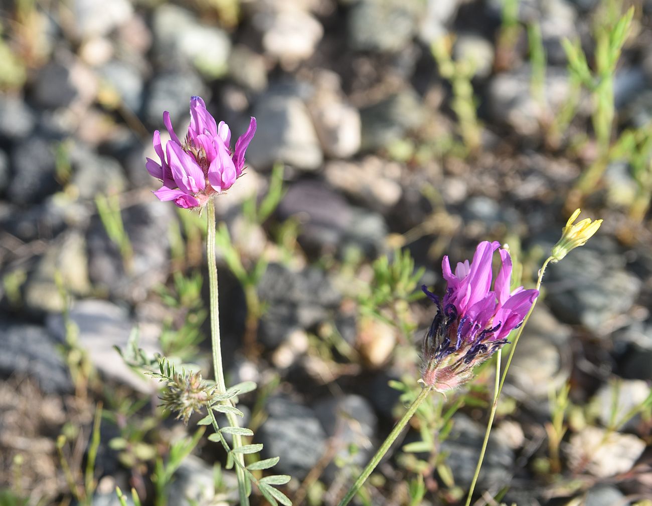 Image of genus Astragalus specimen.