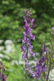 Aconitum septentrionale