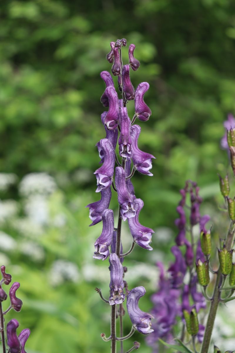 Image of Aconitum septentrionale specimen.
