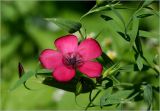 Linum grandiflorum