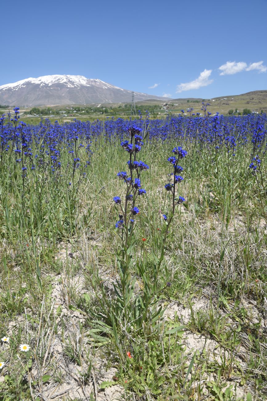 Изображение особи род Anchusa.