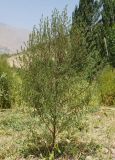 Bassia scoparia