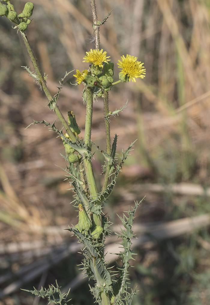 Image of Sonchus asper specimen.