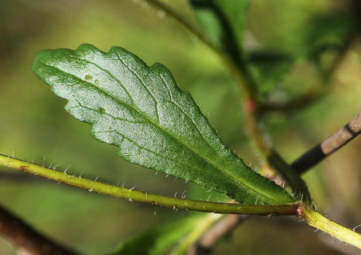 Изображение особи Callistephus chinensis.