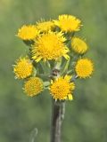 Image of taxon representative. Author is Владимир Саенко