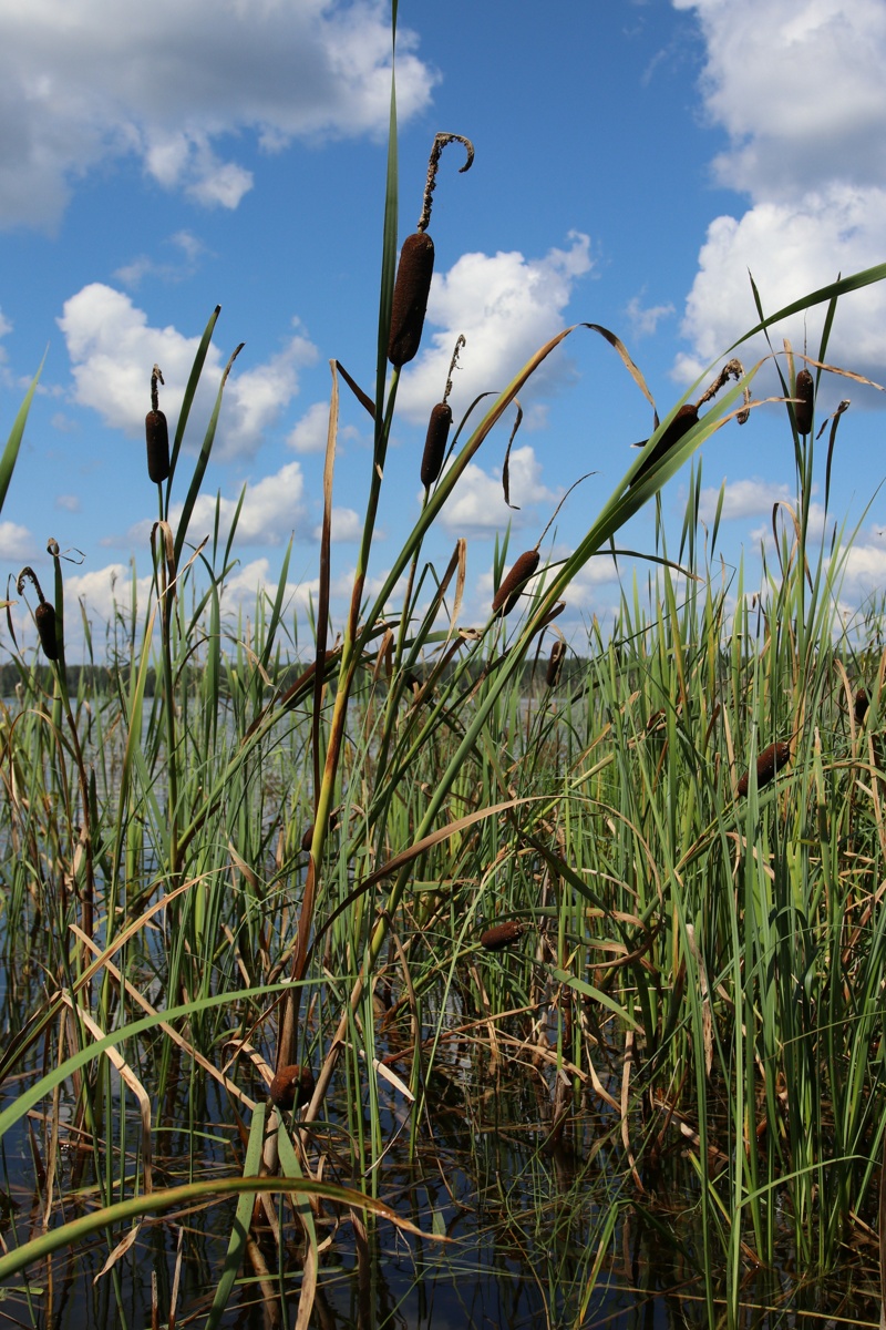 Image of Typha × glauca specimen.