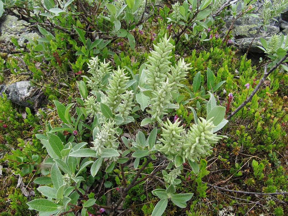 Image of Salix glauca specimen.