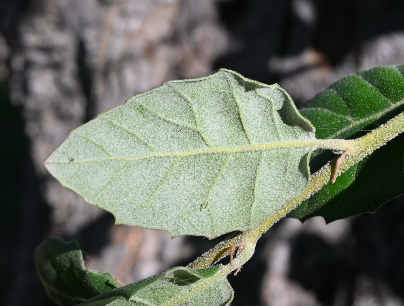 Изображение особи Quercus ilex.
