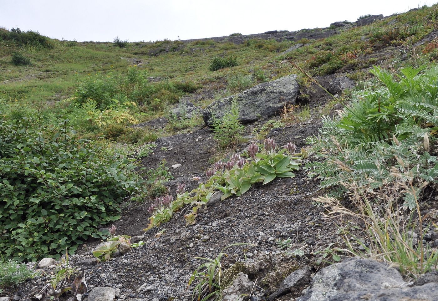 Image of genus Gentiana specimen.